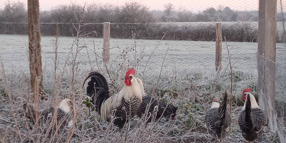  FERME DE LA CHARITÉ (Centre-Val de Loire, Indre)
