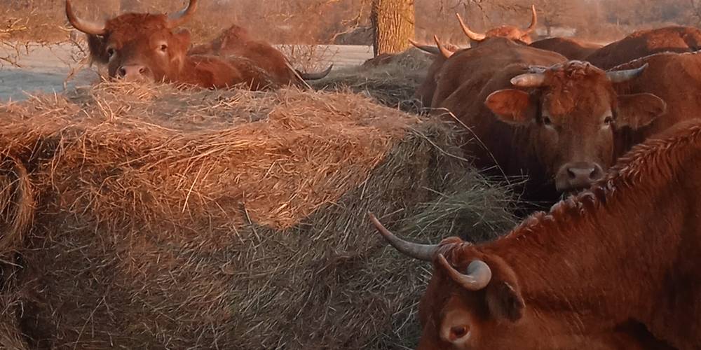  FERME DE LA CHARITÉ (Centre-Val de Loire, Indre)