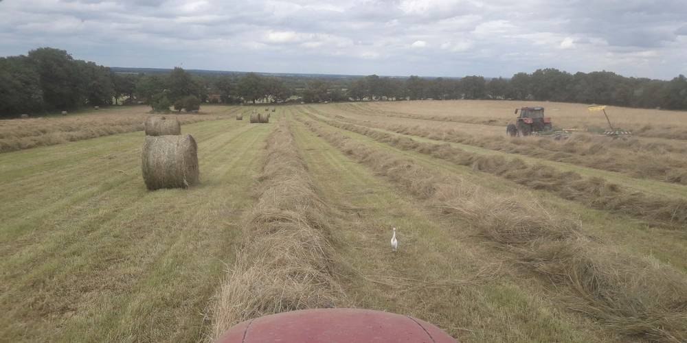 FERME DE LA CHARITÉ (Centre-Val de Loire, Indre)