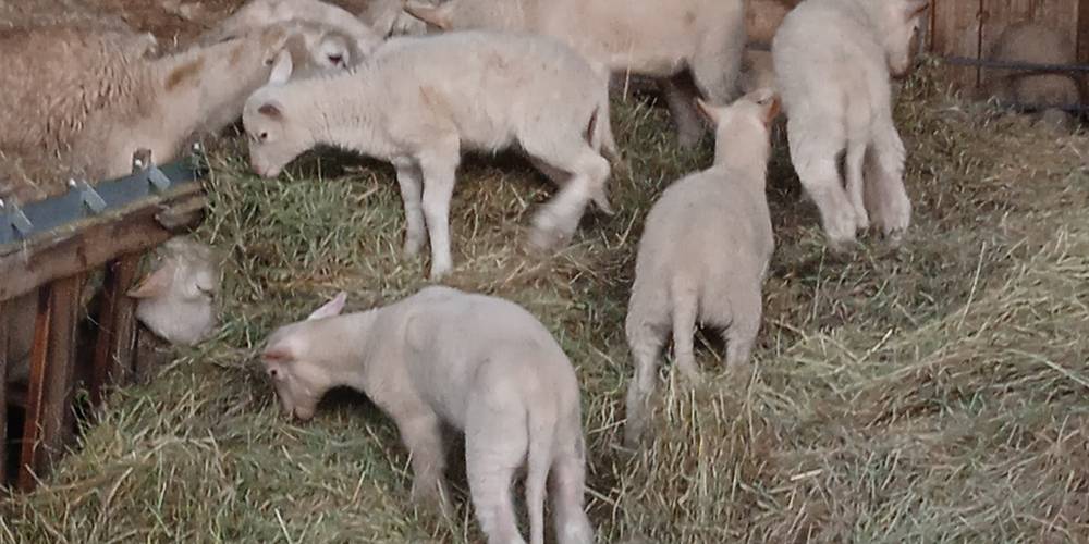  FERME DE LA CHARITÉ (Centre-Val de Loire, Indre)