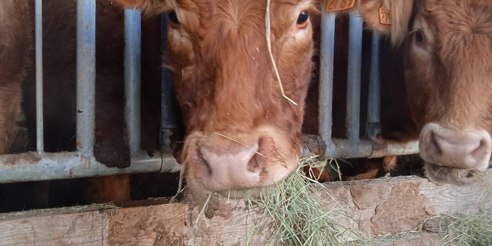  FERME DE LA CHARITÉ (Centre-Val de Loire, Indre)