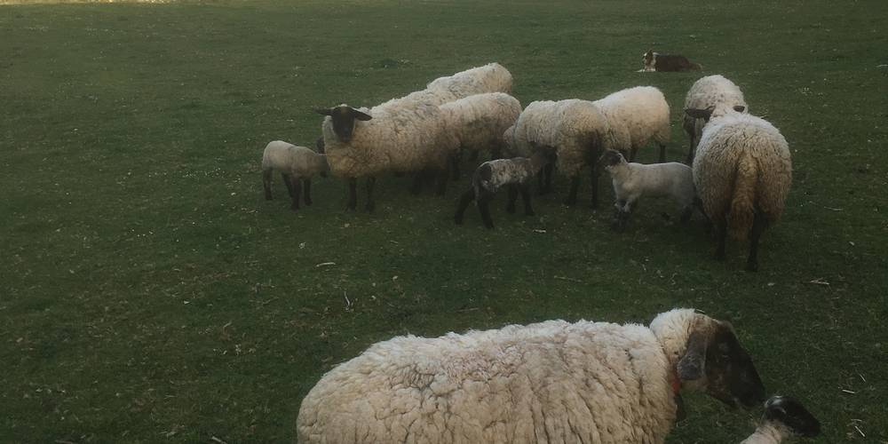 Petit troupeau de brebis Suffolk -  GITES DE SARDA LE FORT (Occitanie, Ariège)