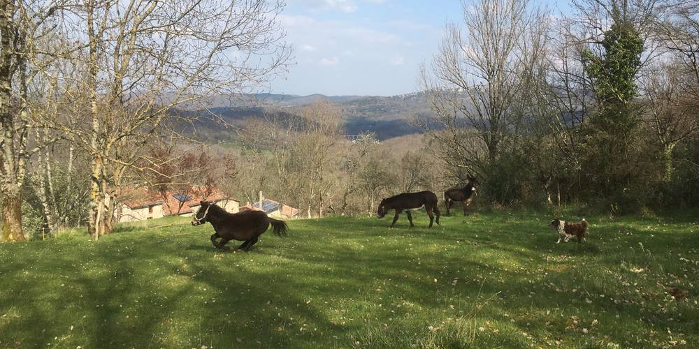 Rodéo sur la prairie -  GITES DE SARDA LE FORT (Occitanie, Ariège)