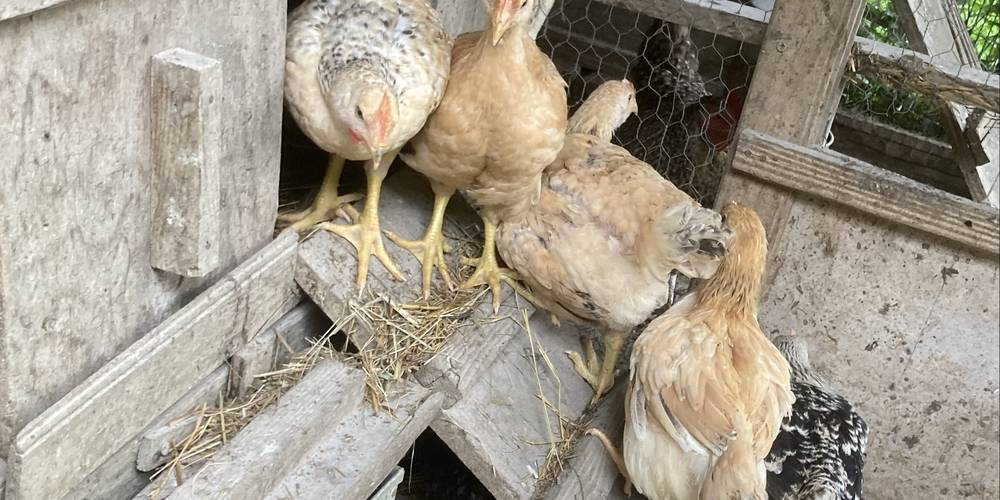  GITES DE SARDA LE FORT (Occitanie, Ariège)