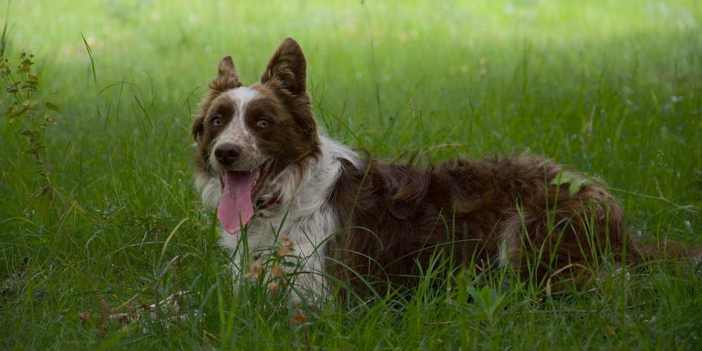 Maîka, hotesse d'accueil et compagnon de jeux de vos enfants -  GITES DE SARDA LE FORT (Occitanie, Ariège)