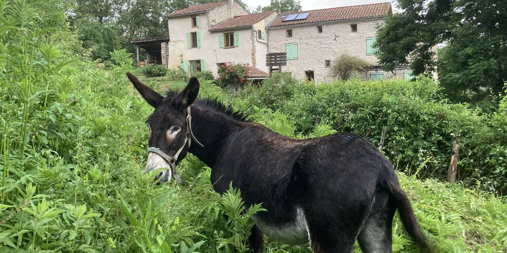 Pervenche se régale ! -  GITES DE SARDA LE FORT (Occitanie, Ariège)
