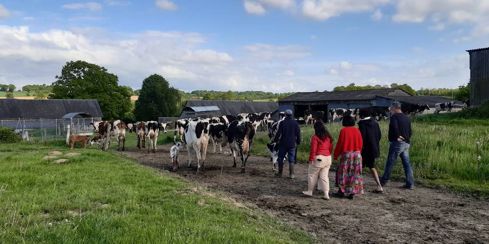 Envie de rentrer les vaches avec nous, c'est l'heure ! -  La Ferme de la Motte (Normandie, Manche)