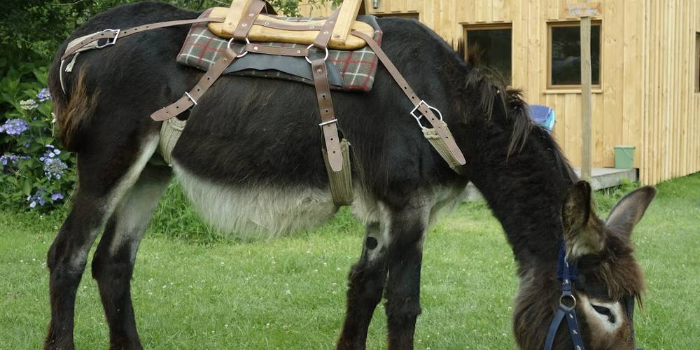 Rando à dos d'âne -  ENTRE PIERRES ET COLLINES (Bretagne, Ille-et-Vilaine)