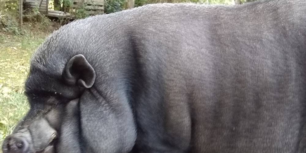 Notre cochon Babouche -  ENTRE PIERRES ET COLLINES (Bretagne, Ille-et-Vilaine)