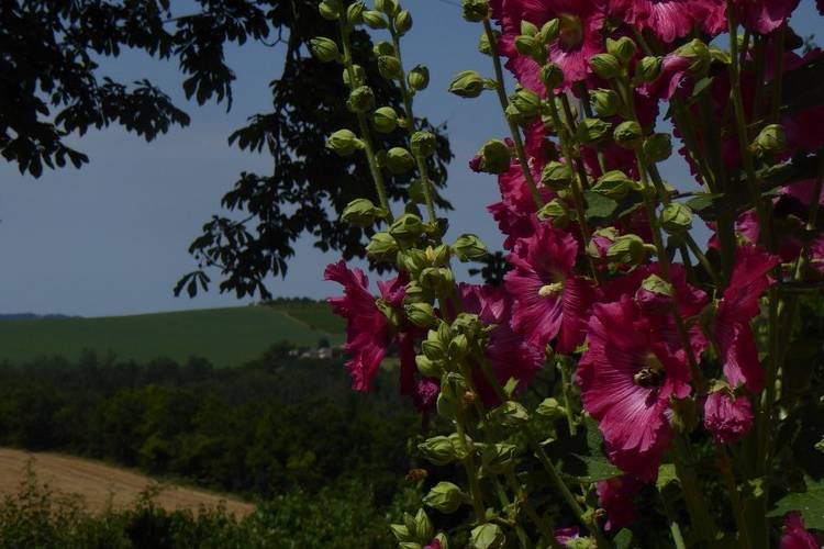  DOMAINE DE PEYRES-COMBE (Occitanie, Tarn)