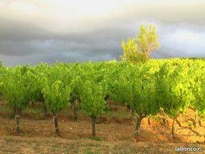  DOMAINE DE PEYRES-COMBE (Occitanie, Tarn)