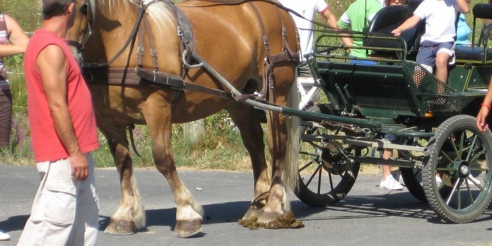  Mas du Sacré Coeur (Provence-Alpes-Côte d’Azur, Bouches-du-Rhône)
