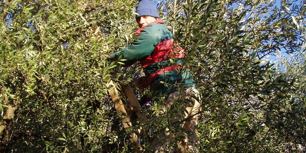  FERME DU DÉSERT (Provence-Alpes-Côte d’Azur, Vaucluse)
