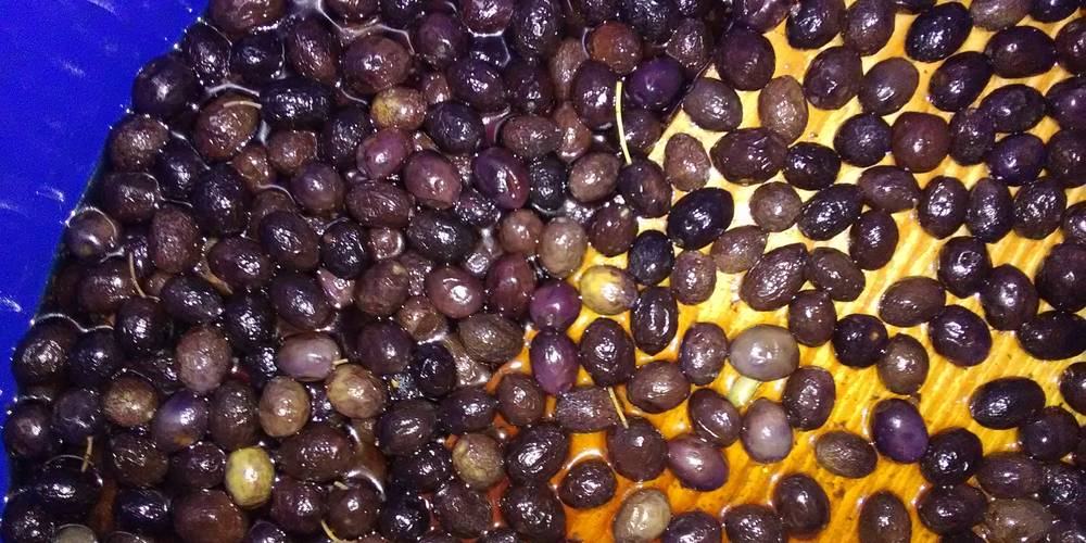 OLIVES NOIRE EN SAUMURE -  FERME DU DÉSERT (Provence-Alpes-Côte d’Azur, Vaucluse)