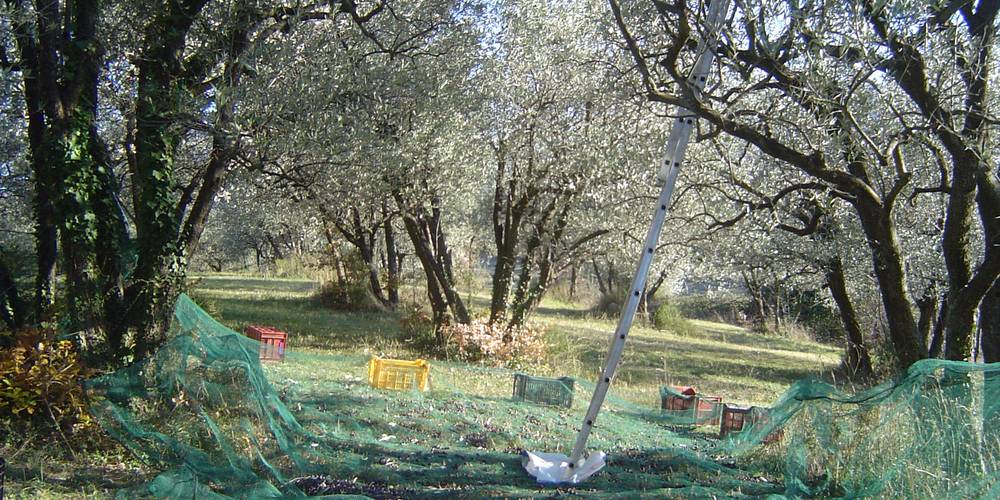 CUEILLETTE DES OLIVES EN DECEMBRE -  FERME DU DÉSERT (Provence-Alpes-Côte d’Azur, Vaucluse)