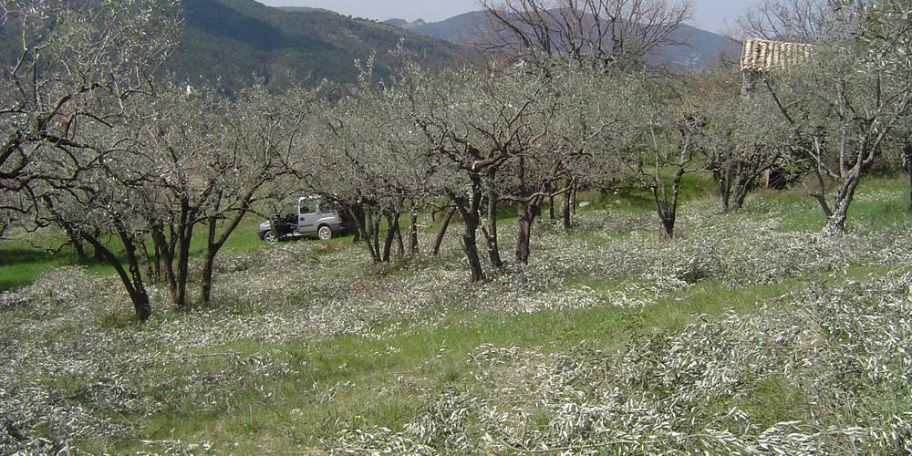 TAILLE DES OLIVIERS EN MARS -  FERME DU DÉSERT (Provence-Alpes-Côte d’Azur, Vaucluse)