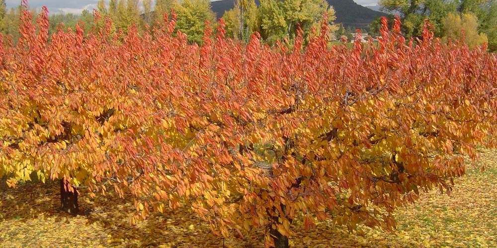 LES CERISIERS SE PARENT DE COULEURS -  FERME DU DÉSERT (Provence-Alpes-Côte d’Azur, Vaucluse)