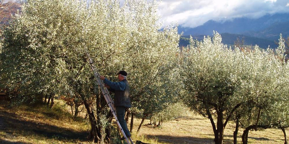 RAYMOND -  FERME DU DÉSERT (Provence-Alpes-Côte d’Azur, Vaucluse)