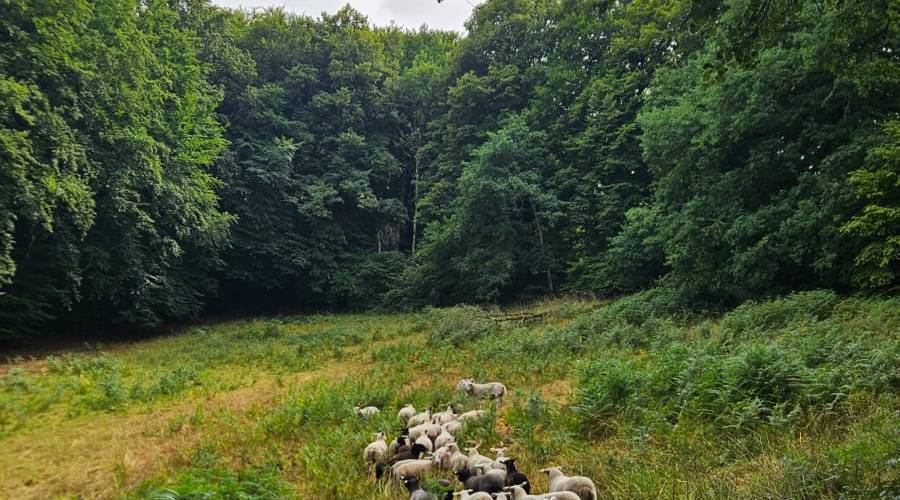  LA JUMENTERIE PASTORALE (Nouvelle-Aquitaine, Creuse)
