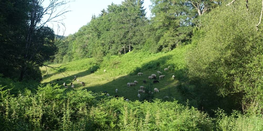  LA JUMENTERIE PASTORALE (Nouvelle-Aquitaine, Creuse)