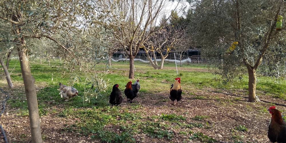  LE PETIT MAS DES PINS (Provence-Alpes-Côte d’Azur, Bouches-du-Rhône)