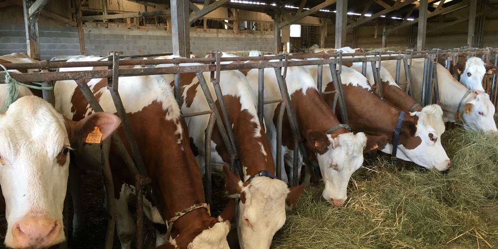 Nos vaches en hiver -  FERME DES CHAMPS CERISIERS (Grand Est, Vosges)