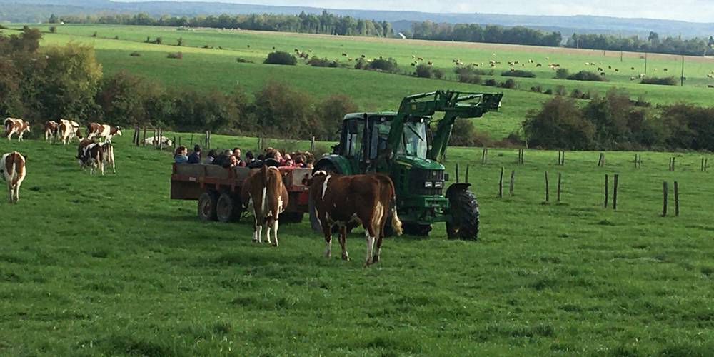 Balade des accueillis en tracto-mobile à la rencontre des vaches -  FERME DES CHAMPS CERISIERS (Grand Est, Vosges)