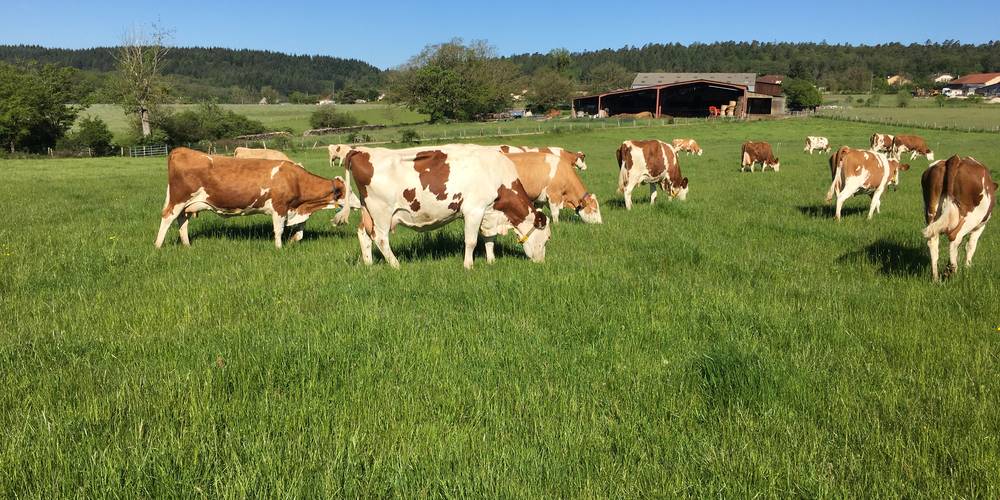 Nos vaches en été -  FERME DES CHAMPS CERISIERS (Grand Est, Vosges)