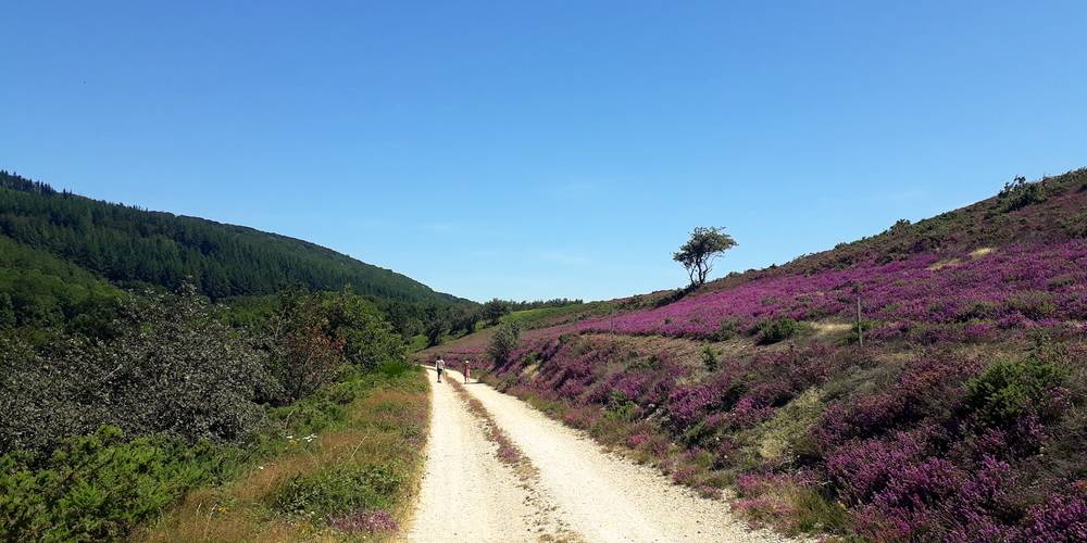 Sur le chemin du village -  LA FERME DE ROQUECAVE (Occitanie, Hérault)