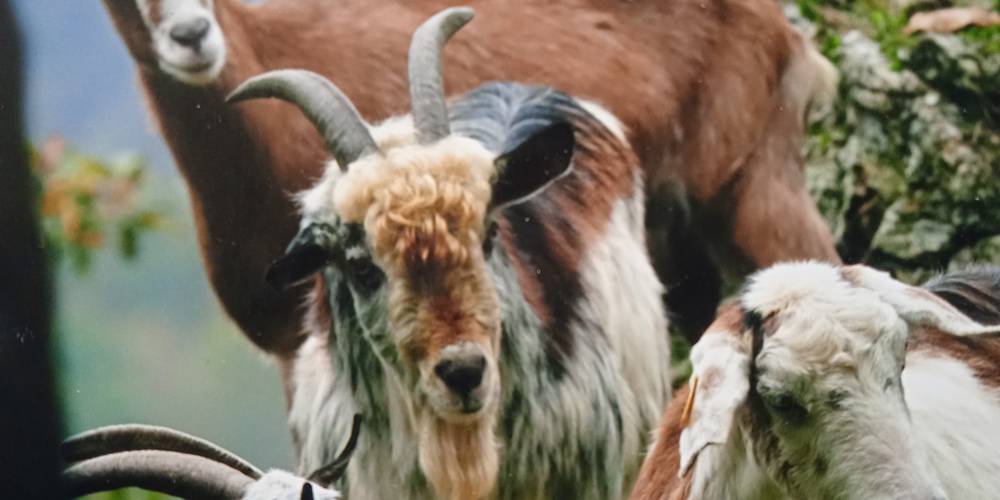 Biquette, tu sortiras de ce chou là! -  LA FERME DE ROQUECAVE (Occitanie, Hérault)