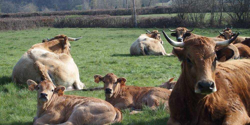  FERME DU POIRIER (Bourgogne-Franche-Comté, Saône-et-Loire)