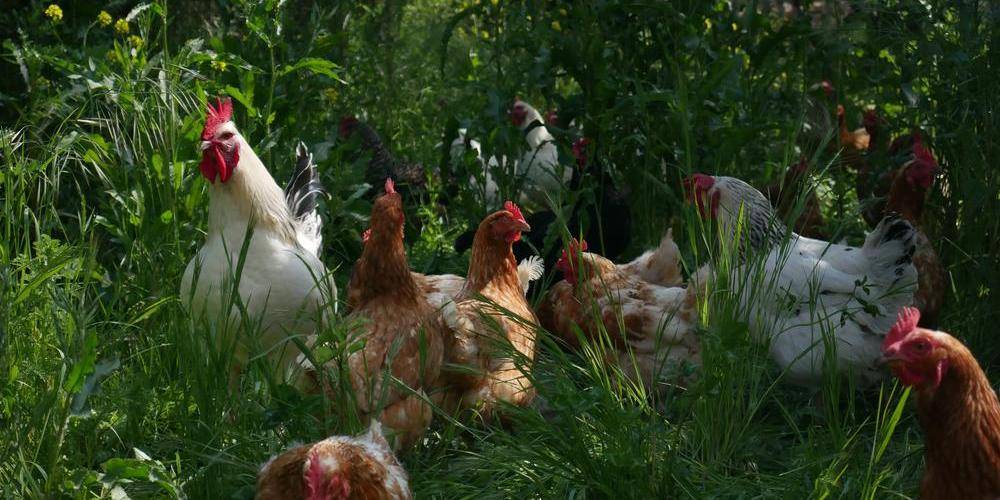  MAS DES BUISSIÈRES (Occitanie, Gard)