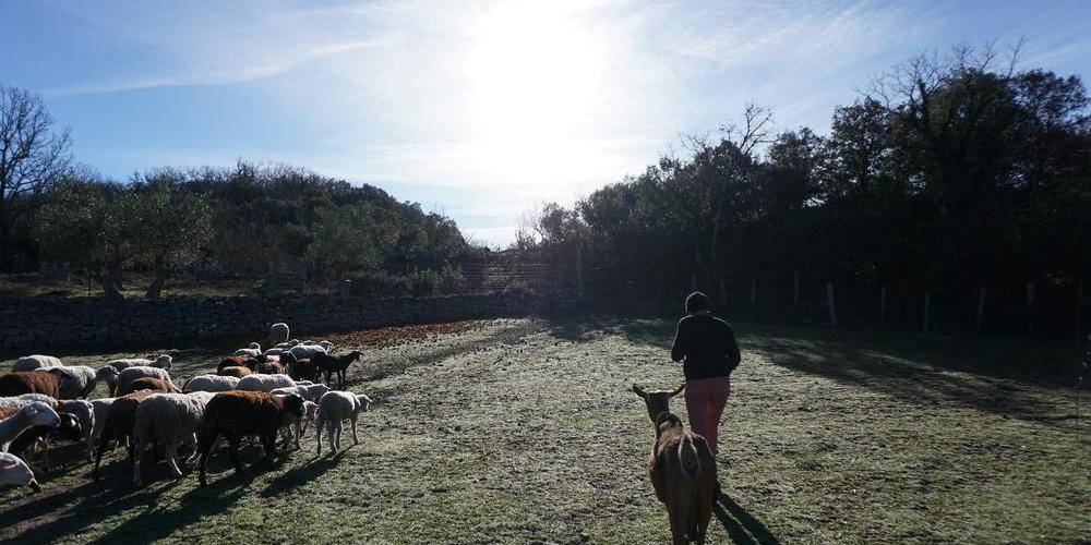 Notre toupeaux -  MAS DES BUISSIÈRES (Occitanie, Gard)