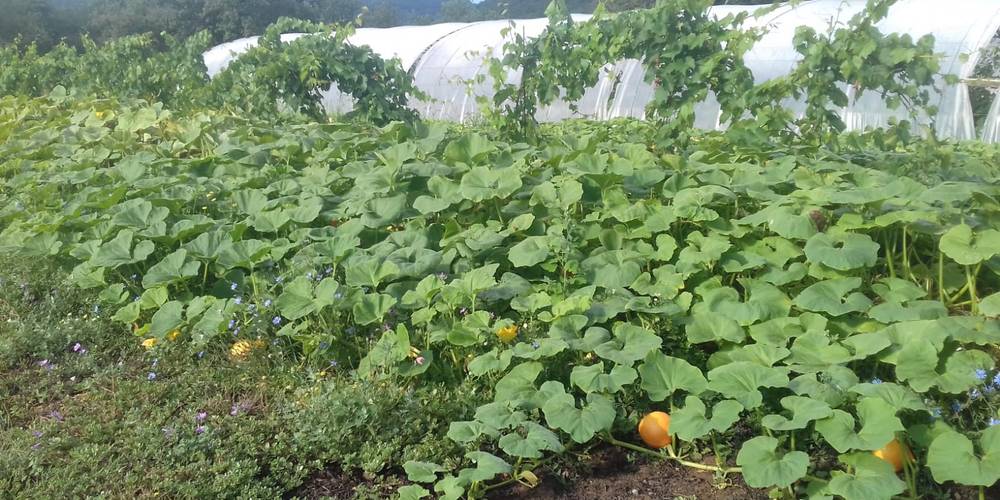  MAS DES BUISSIÈRES (Occitanie, Gard)