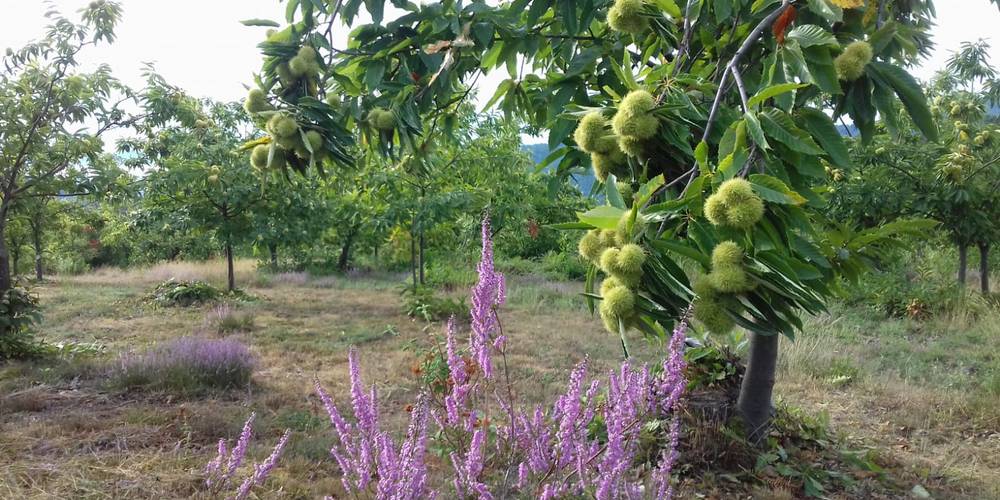 La châtaignerai -  MAS DES BUISSIÈRES (Occitanie, Gard)