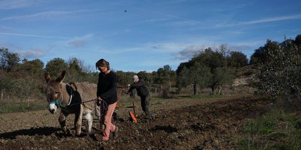 Traction animal avec ânes -  MAS DES BUISSIÈRES (Occitanie, Gard)