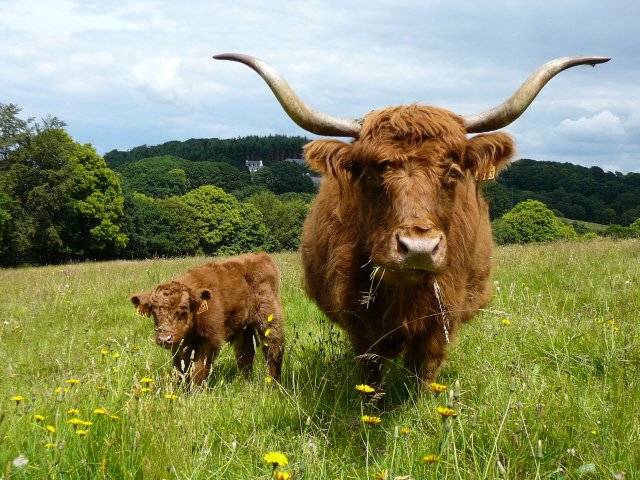  DOMAINE DES CHIMERES (Bretagne, Morbihan)