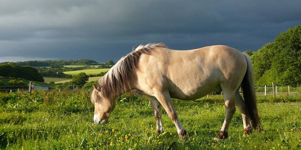  DOMAINE DES CHIMERES (Bretagne, Morbihan)
