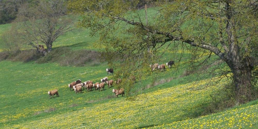 Les animaux dans les herbages -  GAEC DU CHEMIN PERRAY (Normandie, Orne)