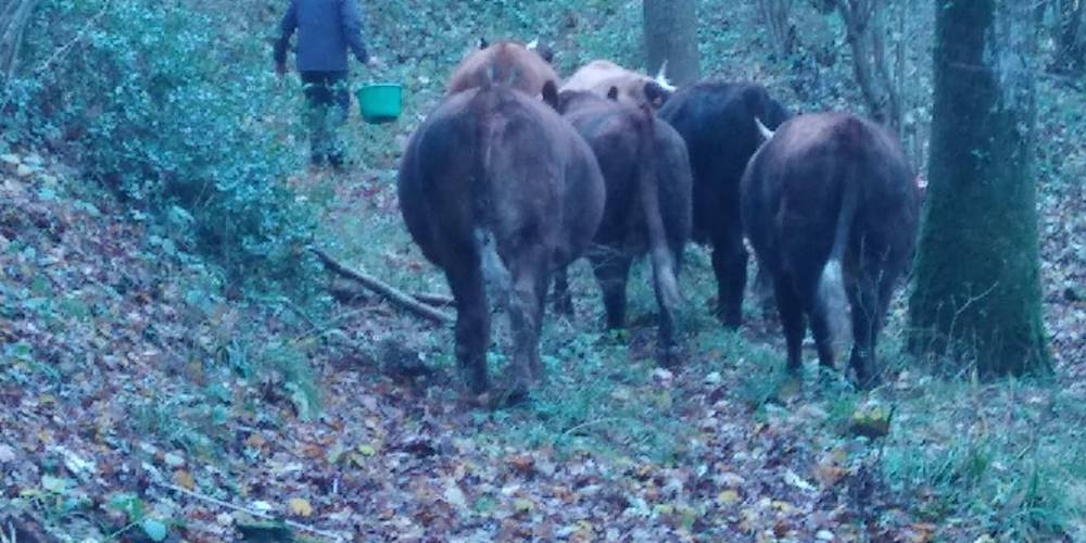 Transhumance -  GAEC DU CHEMIN PERRAY (Normandie, Orne)