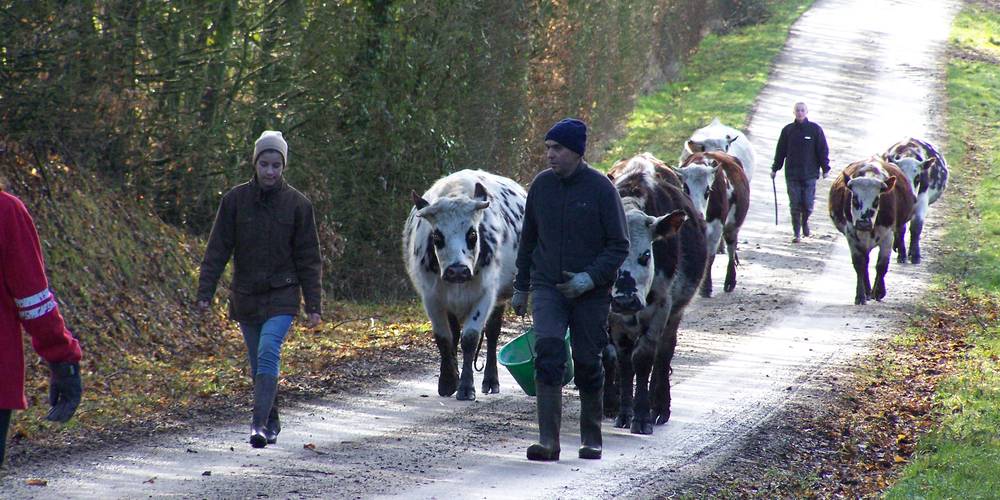 La transhumance -  GAEC DU CHEMIN PERRAY (Normandie, Orne)