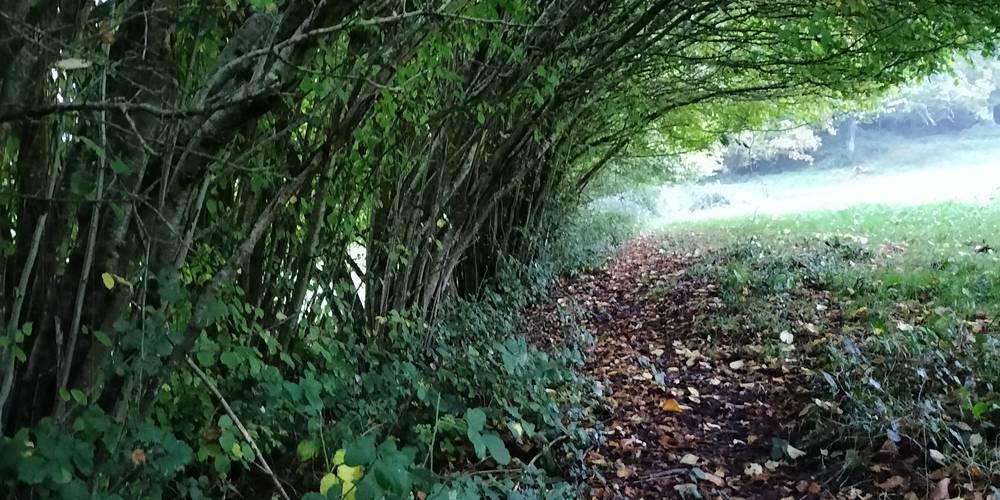 Haie bocagère -  GAEC DU CHEMIN PERRAY (Normandie, Orne)