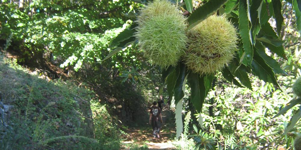 entrée de la chataigneraie -  FERME DU FOURRÉ (Auvergne-Rhône-Alpes, Ardèche)