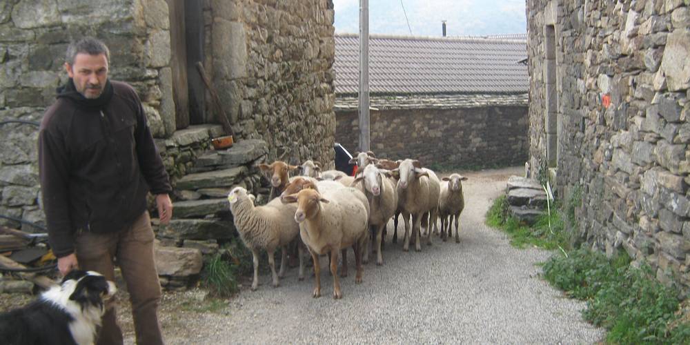 petit troupeau de moutons -  FERME DU FOURRÉ (Auvergne-Rhône-Alpes, Ardèche)
