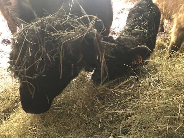 Margharita et son veau -  GÎTE AU BOUT DU CHEMIN (Auvergne-Rhône-Alpes, Drôme)