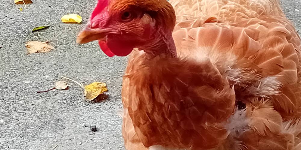 La cou-nu qui fait de très bons oeufs quand on les trouve -  GÎTE AU BOUT DU CHEMIN (Auvergne-Rhône-Alpes, Drôme)
