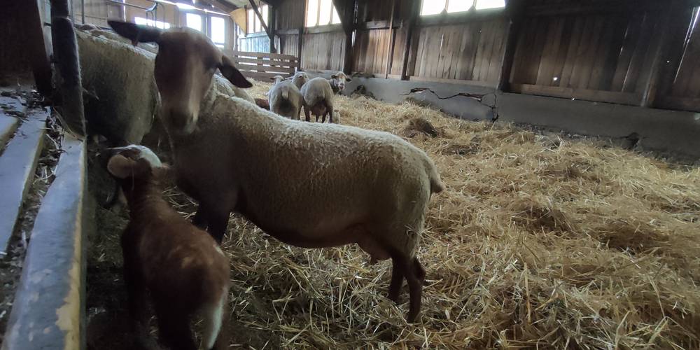 Quelques brebis -  GÎTE AU BOUT DU CHEMIN (Auvergne-Rhône-Alpes, Drôme)