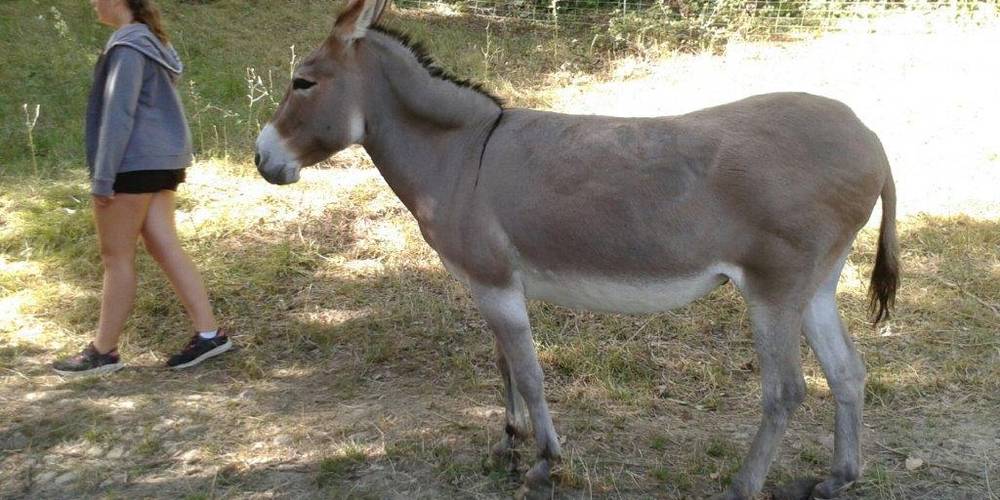 Violine l'ânesse -  GÎTE AU BOUT DU CHEMIN (Auvergne-Rhône-Alpes, Drôme)