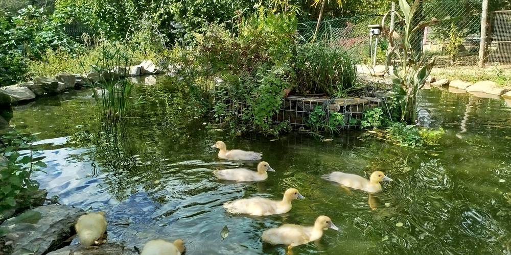  CAMPING LE GOURPASSOU (Occitanie, Aveyron)