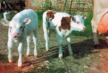  COTTIN CHRISTINE (Auvergne-Rhône-Alpes, Drôme)